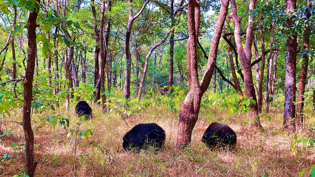 10 Best National Parks In India Krazy Butterfly