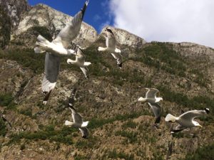 Norway in a Nutshell Seagulls