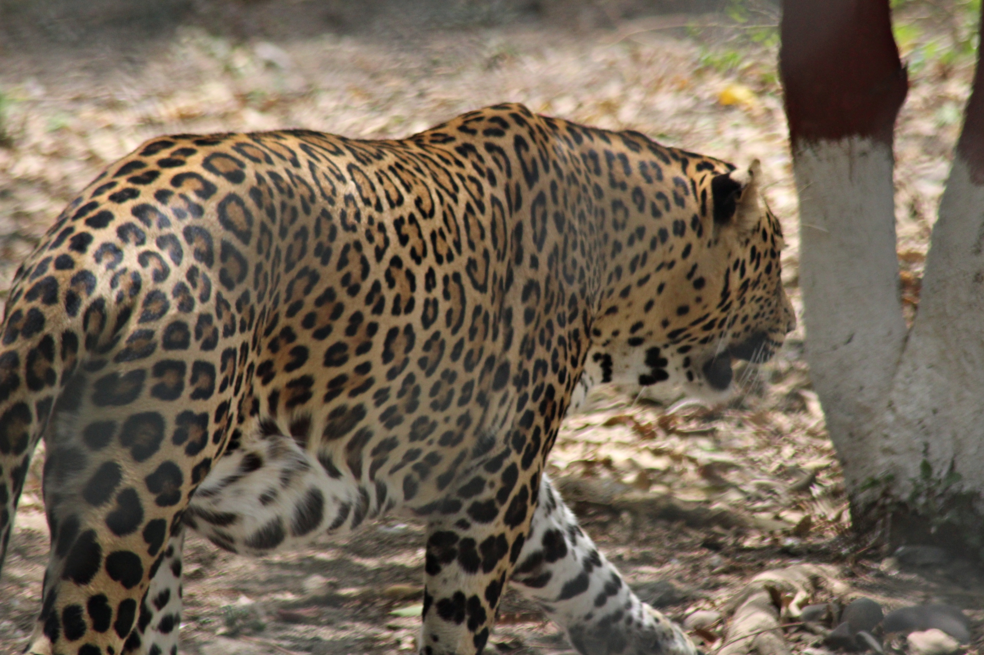 Leopard Indore Zoo