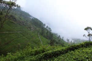 Tea Plantations Sri Lanka