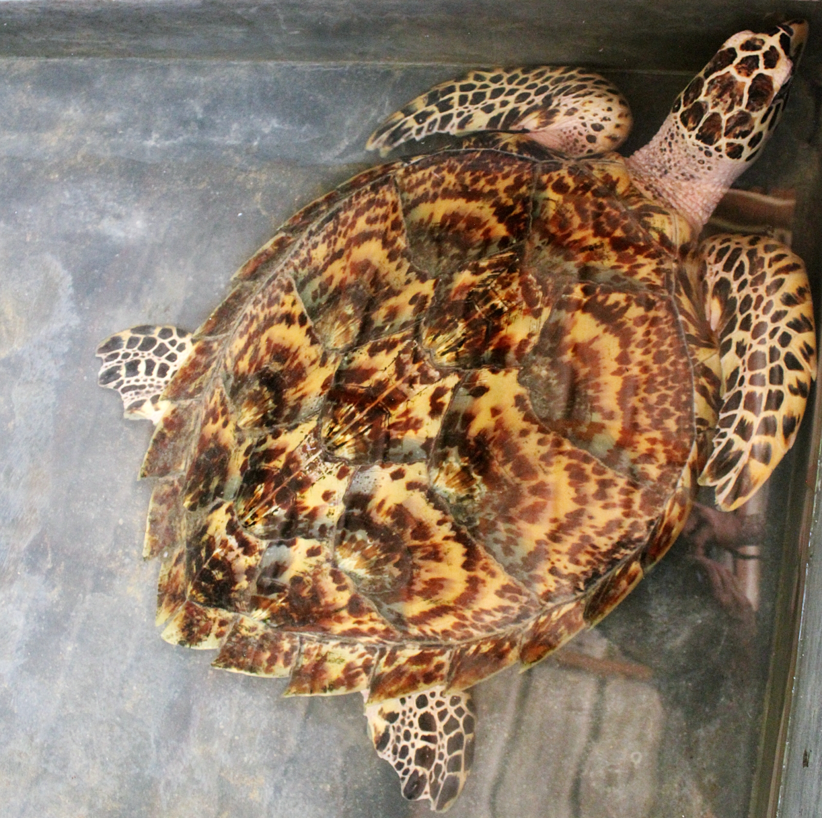 Green Sea Turtle