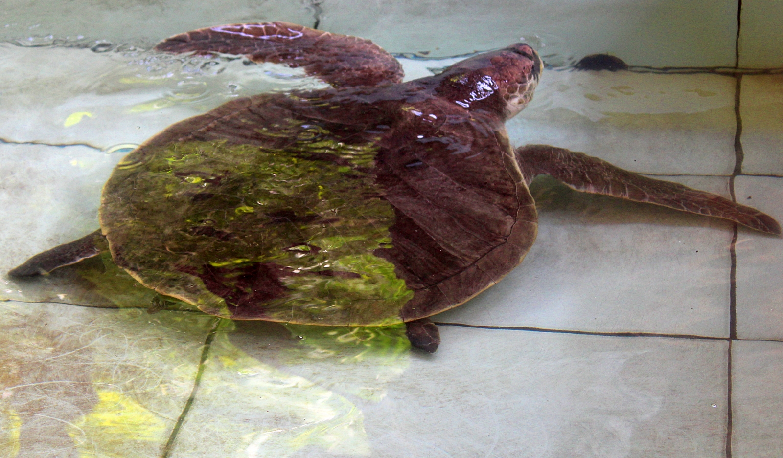 Leatherback SeaTurtle
