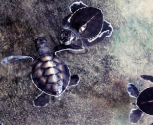 Olive Ridely Sea Turtles