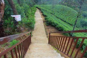 Lipton's Seat Tea Estate