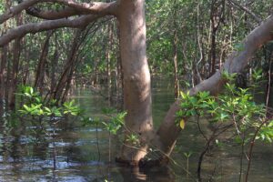 Mangroves Karwar