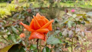 Saputara Rose Garden