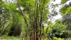 Bamboo Plot Waghai Botanical Garden