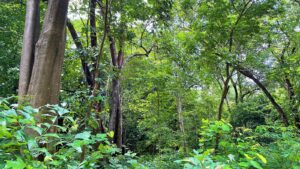 Dang Plot Waghai Botanical Garden