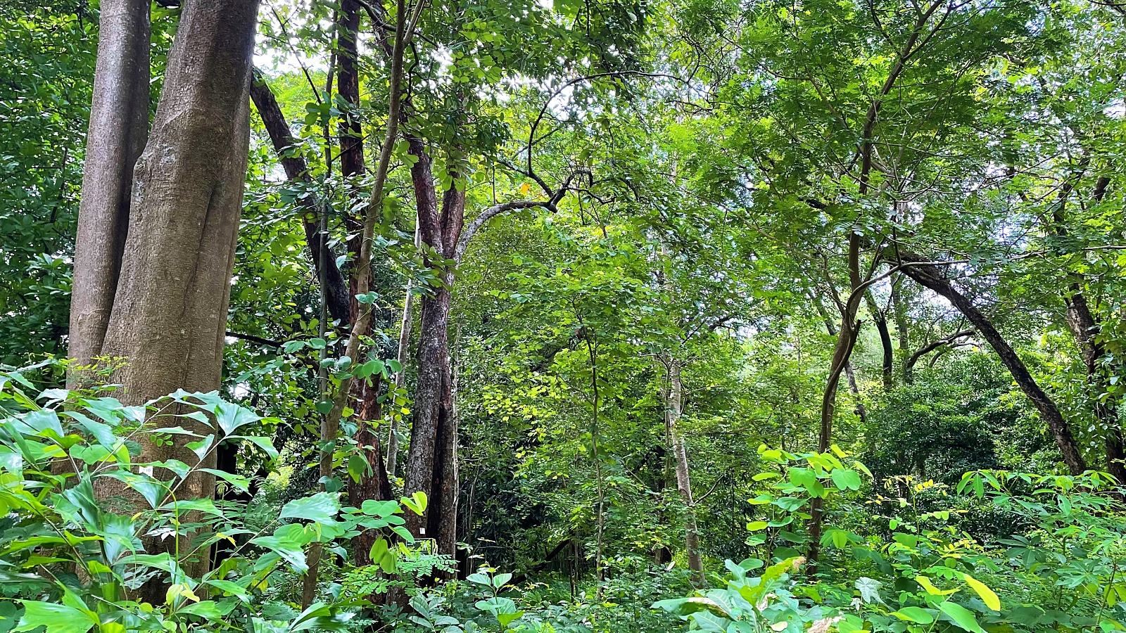 Dang Plot Waghai Botanical Garden