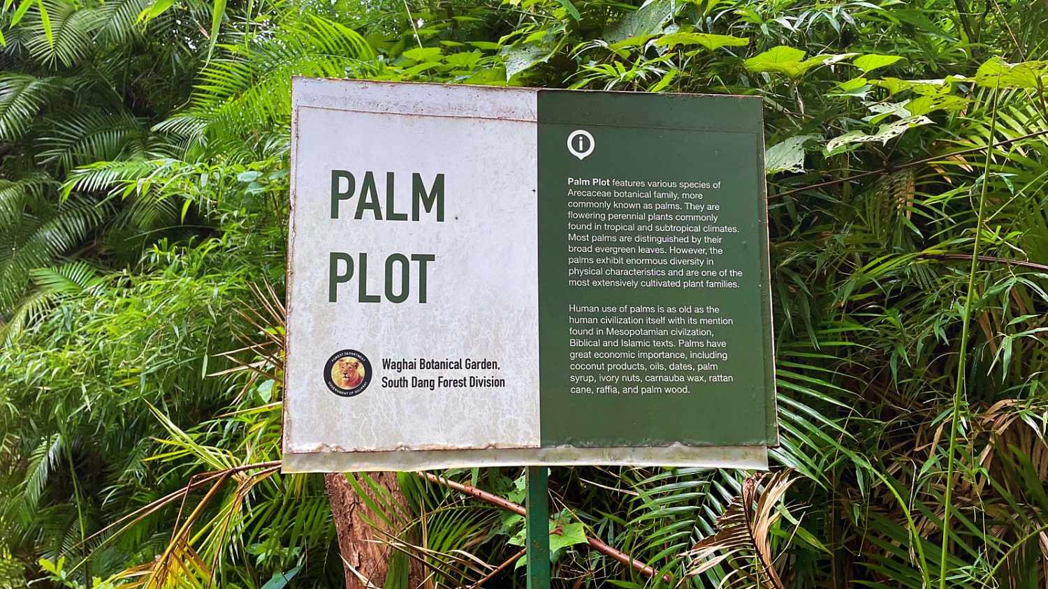 Palm Plot Waghai Botanical Garden