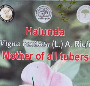 Tuber Plot Waghai Botanical Garden