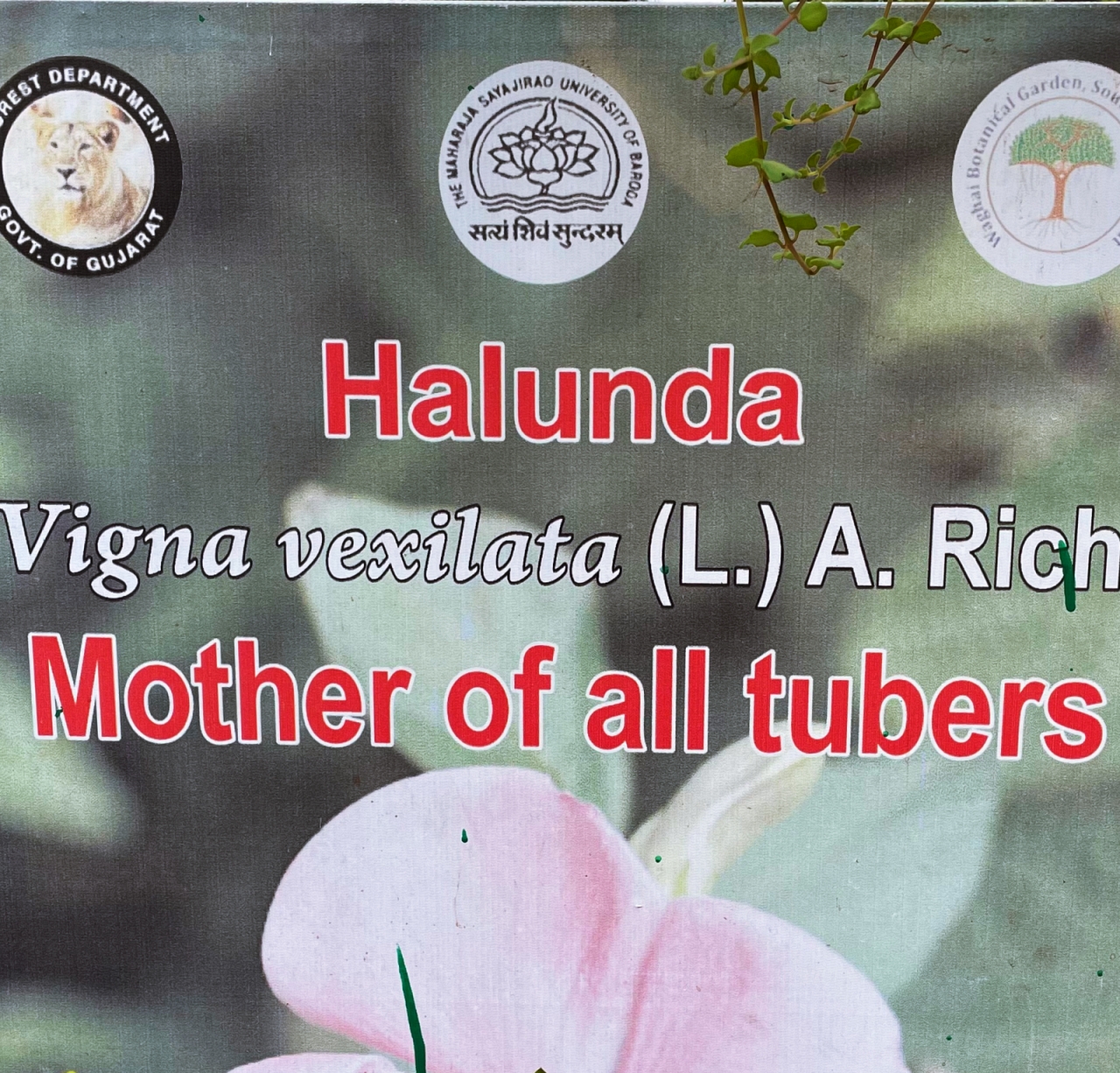 Tuber Plot Waghai Botanical Garden