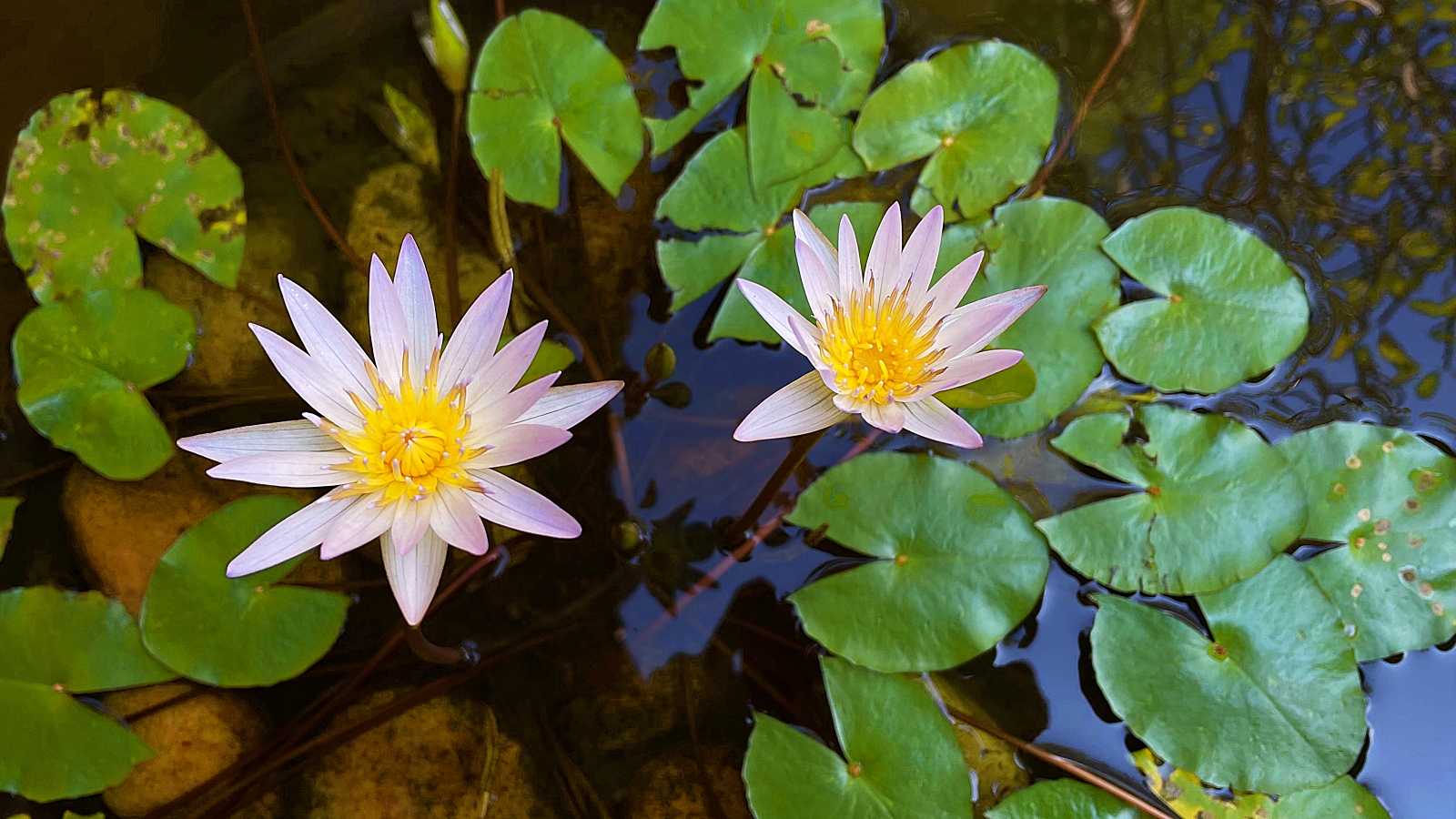 Ayurveda Pavilions in Negombo
