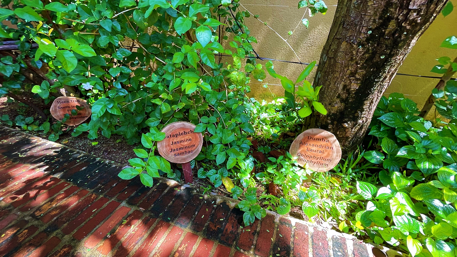 Ayurveda Pavilions plants