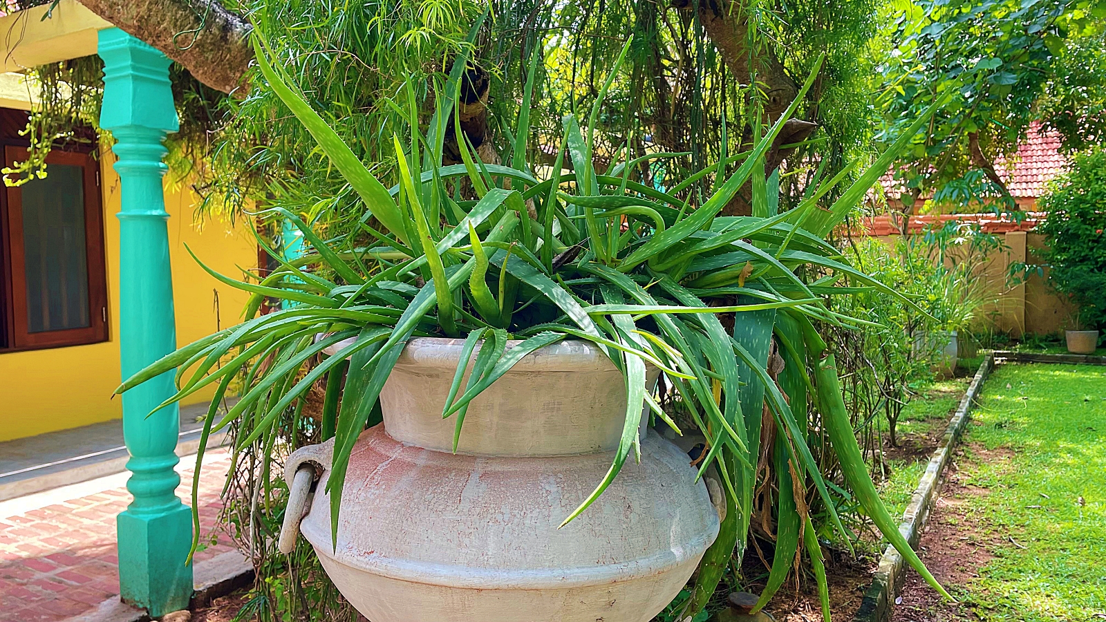 Jetwing Ayurveda Pavilions Aloe Vera