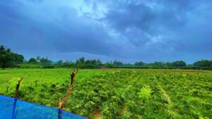 Jaffna Grape Farm