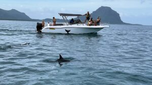 Tamarin Dolphin Watching