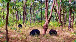 Sloth Bears Satpura