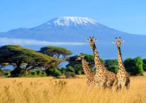 Kenya Wildlife