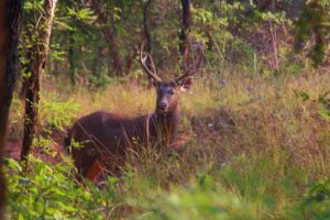 Satpura Tiger Reserve Sambar Deer