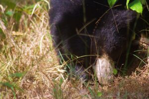 Sloth Bear Satpura Tiger Reserve