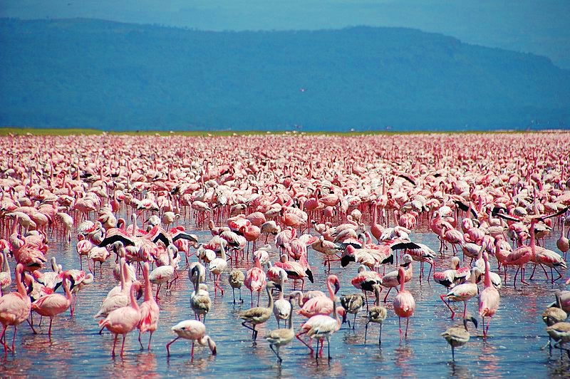 The 10 Best Things To Do In Nakuru | Krazy Butterfly