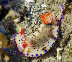 Shivrajpur Marine Life Picture by Sangik Datta